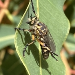 Thereutria sp. (genus) (Robber fly) at ANBG - 22 Jan 2022 by Steve_Bok