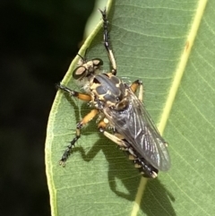 Thereutria sp. (genus) at Acton, ACT - 22 Jan 2022