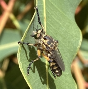 Thereutria sp. (genus) at Acton, ACT - 22 Jan 2022