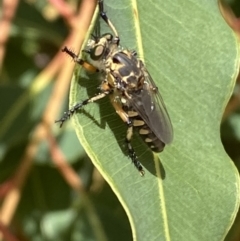 Thereutria sp. (genus) at Acton, ACT - 22 Jan 2022