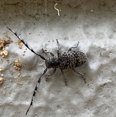 Ancita australis (Longicorn or longhorn beetle) at ANBG - 22 Jan 2022 by Steve_Bok