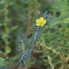 Tribulus terrestris (Caltrop, Cat-head) at Splitters Creek, NSW - 15 Jan 2022 by KylieWaldon