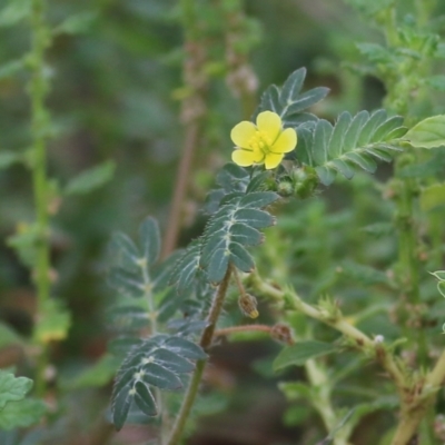 Tribulus terrestris (Caltrop, Cat-head) at Splitters Creek, NSW - 14 Jan 2022 by KylieWaldon