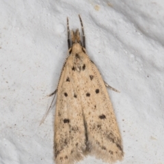 Atheropla decaspila (A concealer moth) at Melba, ACT - 2 Nov 2021 by kasiaaus