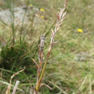 Lepidosperma laterale at Hawker, ACT - 22 Jan 2022