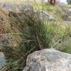 Lepidosperma laterale at Hawker, ACT - 22 Jan 2022