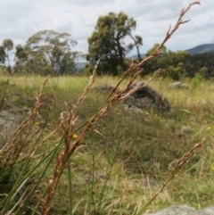 Lepidosperma laterale at Hawker, ACT - 22 Jan 2022