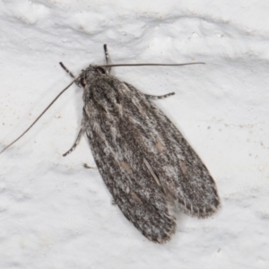 Phylomictis sarcinopa at Melba, ACT - 2 Nov 2021