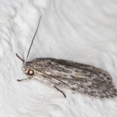 Phylomictis sarcinopa at Melba, ACT - 2 Nov 2021 11:57 PM