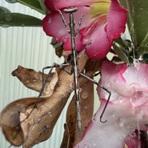 Archimantis latistyla at Murrumbateman, NSW - 22 Jan 2022