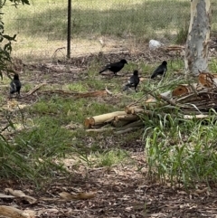 Corcorax melanorhamphos (White-winged Chough) at Murrumbateman, NSW - 22 Jan 2022 by SimoneC