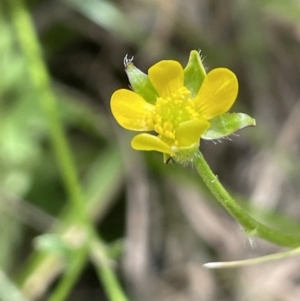 Ranunculus scapiger at Cotter River, ACT - 20 Jan 2022