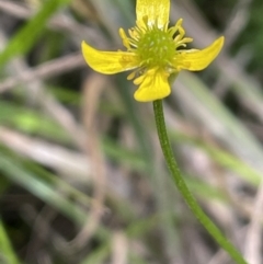 Ranunculus scapiger at Cotter River, ACT - 20 Jan 2022