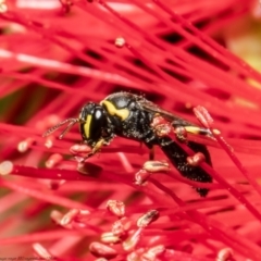 Hylaeus (Gnathoprosopis) euxanthus (Plasterer bee) at Macgregor, ACT - 22 Jan 2022 by Roger