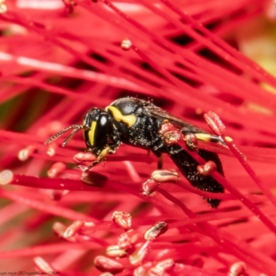 Hylaeus (Gnathoprosopis) euxanthus (Plasterer bee) at Macgregor, ACT - 22 Jan 2022 by Roger