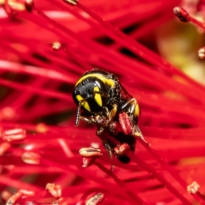 Hylaeus (Gnathoprosopis) euxanthus at Macgregor, ACT - suppressed