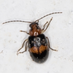 Monolepta sp. (genus) (Leaf beetle) at Melba, ACT - 3 Nov 2021 by kasiaaus