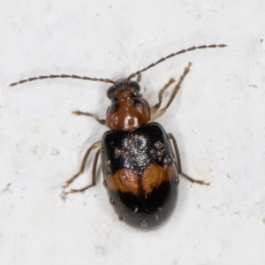 Monolepta sp. (genus) at Melba, ACT - 3 Nov 2021