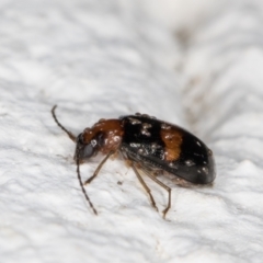 Monolepta sp. (genus) at Melba, ACT - 3 Nov 2021