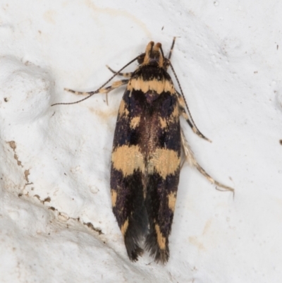 Catadoceta xanthostephana (Catadoceta xanthostephana) at Melba, ACT - 3 Nov 2021 by kasiaaus