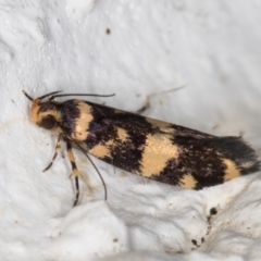 Catadoceta xanthostephana at Melba, ACT - 3 Nov 2021