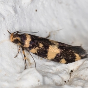 Catadoceta xanthostephana at Melba, ACT - 3 Nov 2021