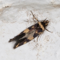 Catadoceta xanthostephana at Melba, ACT - 3 Nov 2021