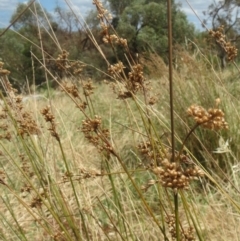 Juncus (genus) (A Rush) at Hawker, ACT - 22 Jan 2022 by sangio7