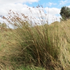 Juncus sp. at Hawker, ACT - 22 Jan 2022 11:20 AM