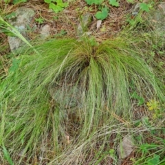 Nassella trichotoma (Serrated Tussock) at Isaacs Ridge - 22 Jan 2022 by Mike