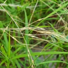 Nassella trichotoma at Isaacs, ACT - 22 Jan 2022