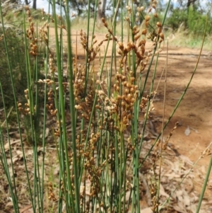 Juncus subsecundus at Hawker, ACT - 22 Jan 2022