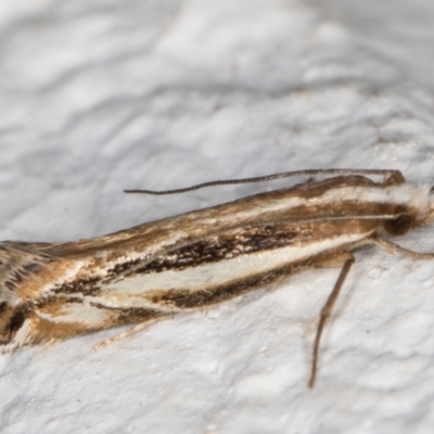 Erechthias acontistes (A Clothes moth (Tineidae)) at Melba, ACT - 3 Nov 2021 by kasiaaus