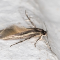 Stathmopodidae (family) (A Concealer moth) at Melba, ACT - 3 Nov 2021 by kasiaaus