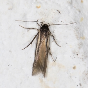 Stathmopodidae (family) at Melba, ACT - 3 Nov 2021