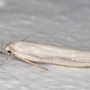 Philobota chionoptera at Melba, ACT - 3 Nov 2021 08:47 PM