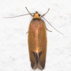 Delexocha ochrocausta at Melba, ACT - 3 Nov 2021