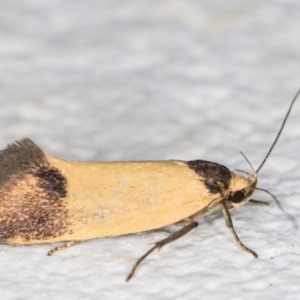 Merocroca automima at Melba, ACT - 3 Nov 2021 11:40 PM