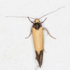 Merocroca automima at Melba, ACT - 3 Nov 2021 11:40 PM