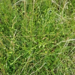 Zornia dyctiocarpa var. dyctiocarpa (Zornia) at Jerrabomberra Grassland - 21 Jan 2022 by EmilySutcliffe