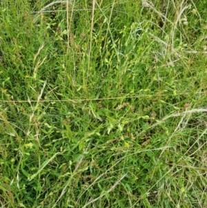 Zornia dyctiocarpa var. dyctiocarpa at Jerrabomberra, ACT - 21 Jan 2022