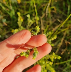 Pimelea curviflora at Fyshwick, ACT - 21 Jan 2022