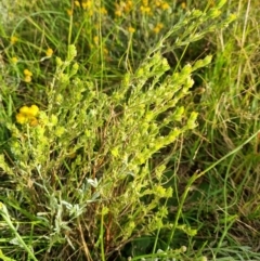 Pimelea curviflora at Fyshwick, ACT - 21 Jan 2022