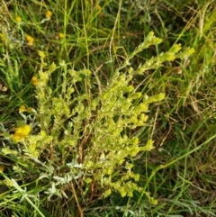 Pimelea curviflora at Fyshwick, ACT - 21 Jan 2022 07:21 PM