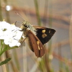 Timoconia flammeata (Bright Shield-skipper) at Cotter River, ACT - 22 Jan 2022 by JohnBundock