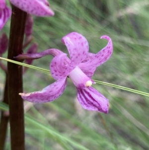 Dipodium roseum at Bungendore, NSW - suppressed