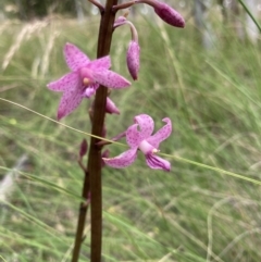 Dipodium roseum at Bungendore, NSW - suppressed