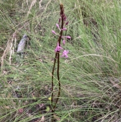 Dipodium roseum at Bungendore, NSW - suppressed