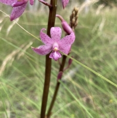 Dipodium roseum at Bungendore, NSW - suppressed