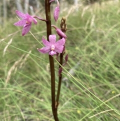 Dipodium roseum at Bungendore, NSW - suppressed